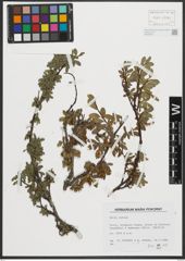 Foto von Salix retusa L.